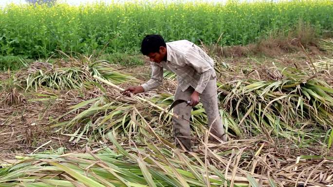 农民在芥菜田附近收割甘蔗