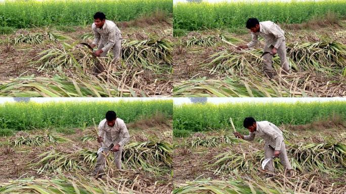 农民在芥菜田附近收割甘蔗