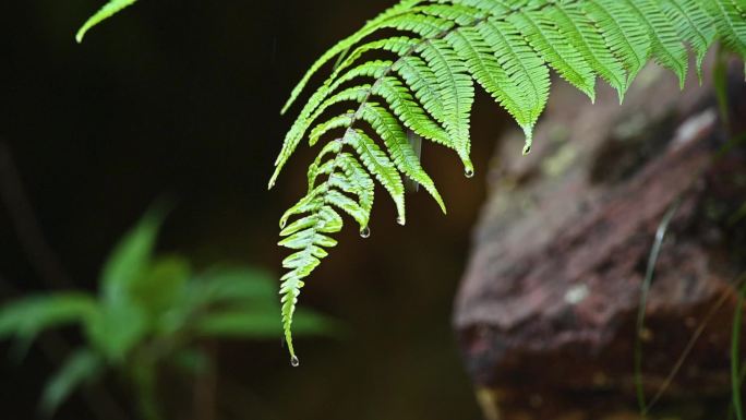 大自然唯美意境植物绿叶上的水滴落下