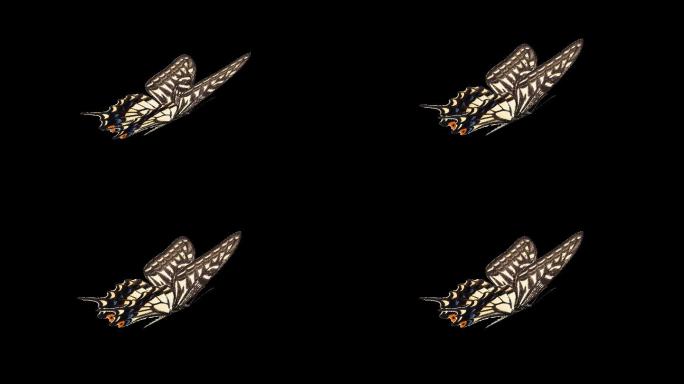 蝴蝶带通道循环视频——柑橘凤蝶