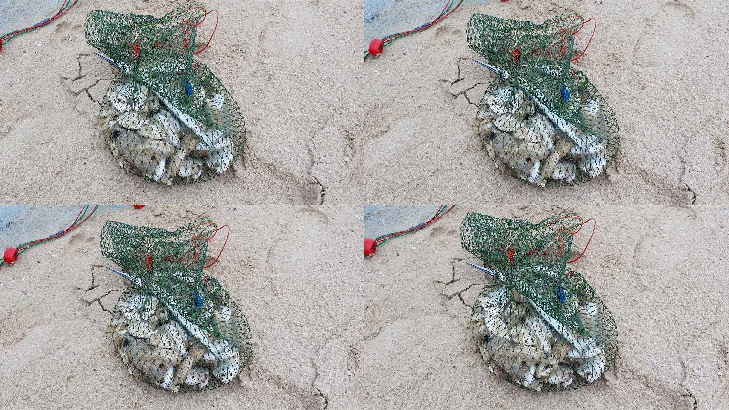 在海滩上用渔网捕到活的蟑螂鱼