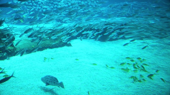 海洋公园 鲸鲨馆 海洋馆