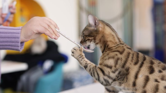 那个女人正在喂小猫