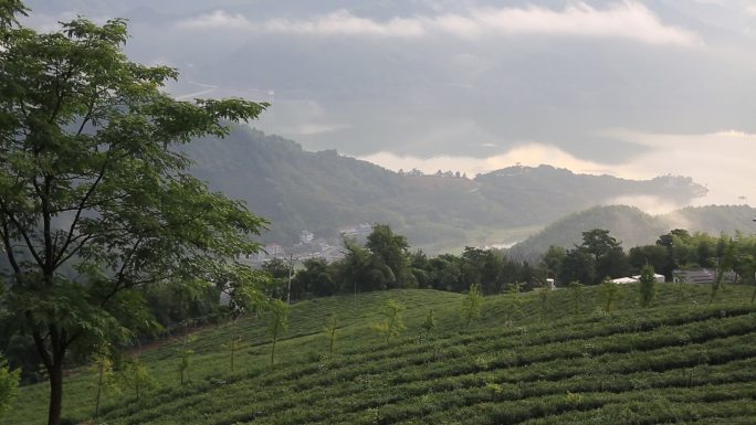 江南浙江山水高山茶园茶山早晨云雾诸暨石壁