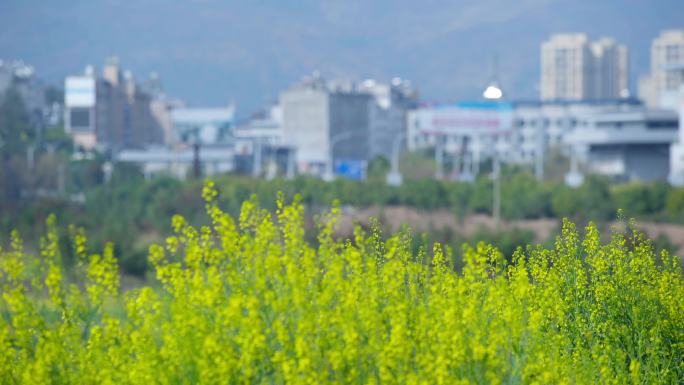 花朵  春暖花开 城市生活