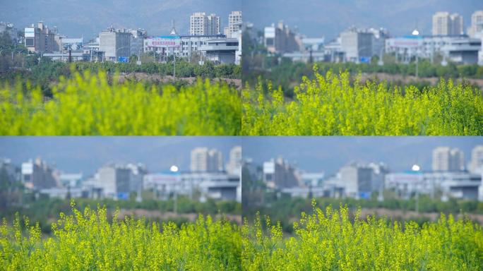 花朵  春暖花开 城市生活