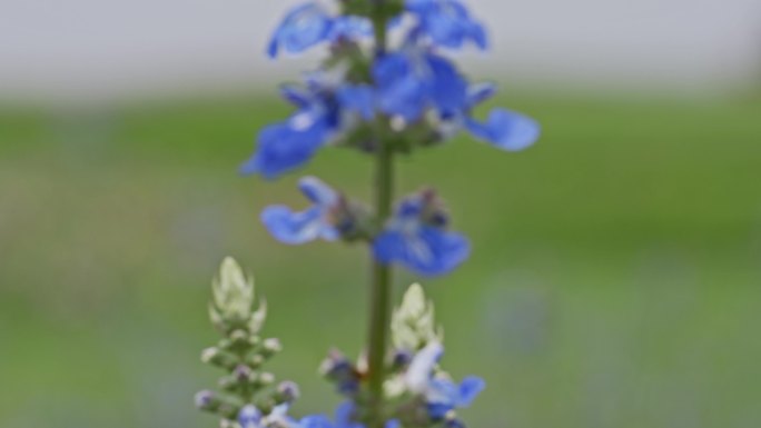 花海天蓝鼠尾草蜜蜂采蜜唯美空镜