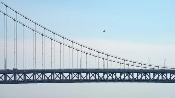 海面大桥与海鸥升格慢动作