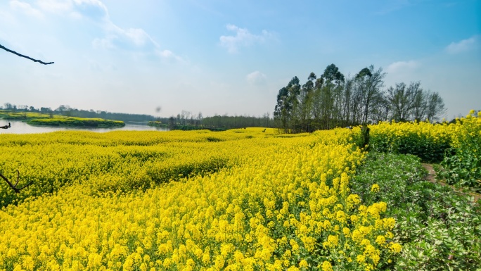 成都郊区油菜花田航拍