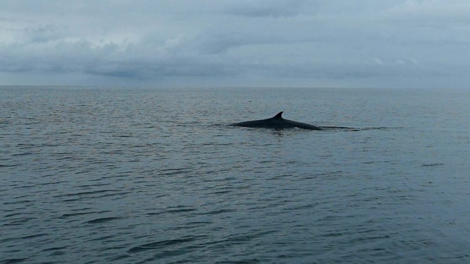 SLO MO/Bryde的鲸鱼Balaenoptera edeni吃小鱼