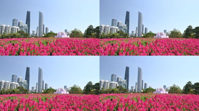 广州东西塔建筑群和美丽公园4K
