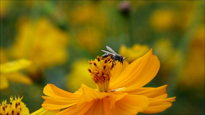 Slomo蜜蜂从橙花上起飞