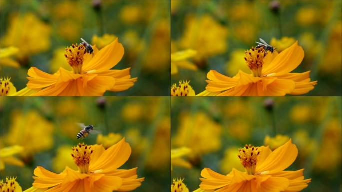 Slomo蜜蜂从橙花上起飞