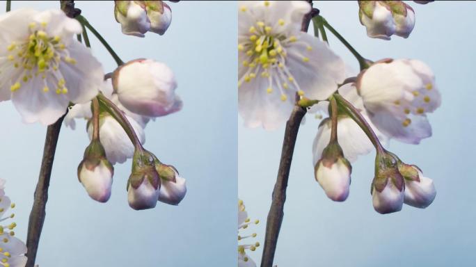 梨花开花延时手机动态屏保