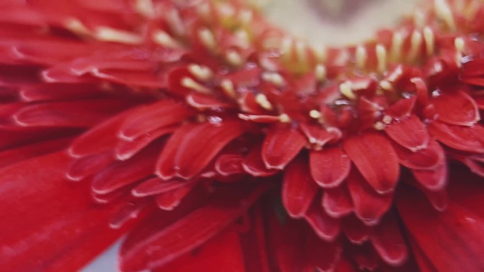 【镜头合集】特写鲜红色大红色菊花非洲菊