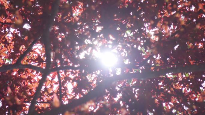 阳光下的枫叶逆光大树空镜头