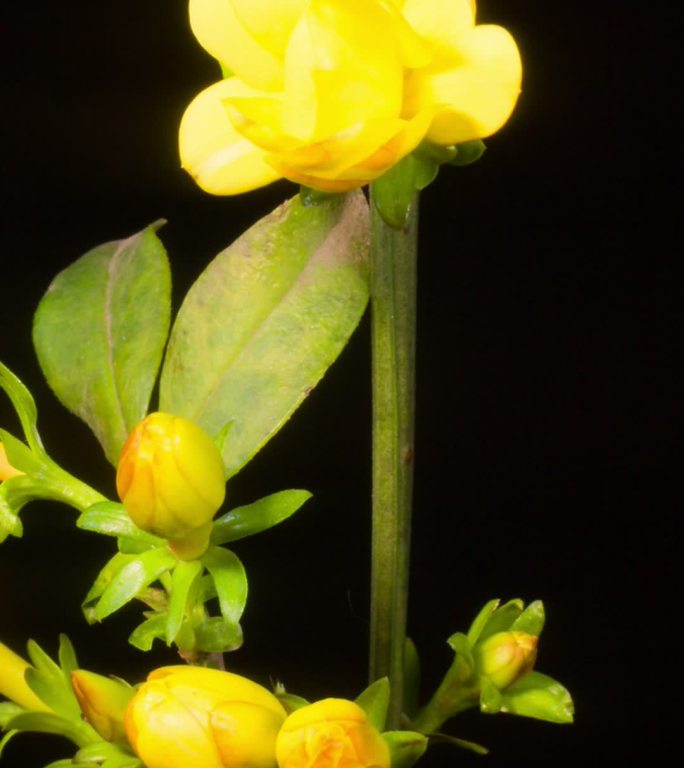 报春花开花延时手机竖屏