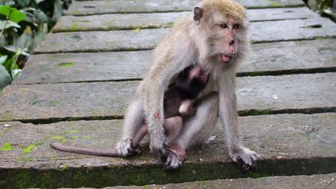 母子猴生活在天然森林中