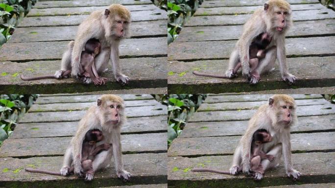母子猴生活在天然森林中