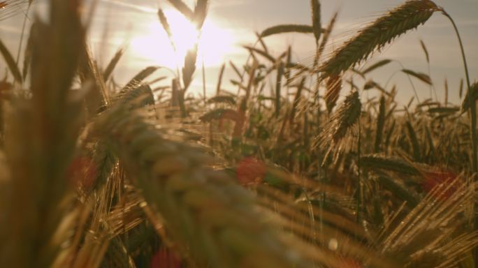 日落时金色小麦穗的DS低角度拍摄