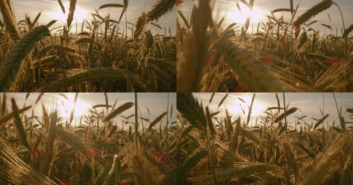 日落时金色小麦穗的DS低角度拍摄