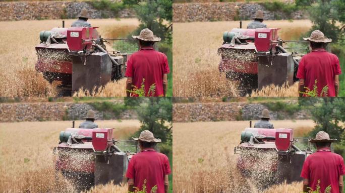 农民收割小麦背影