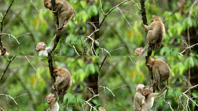 幼猴生活在泰国考艾国家公园的天然森林中，慢镜头