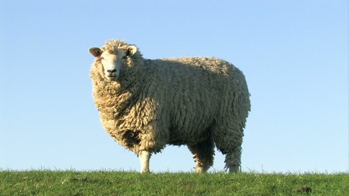绵羊吃草，从头部观察+特写