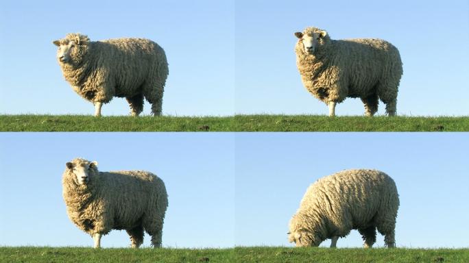 绵羊吃草，从头部观察+特写