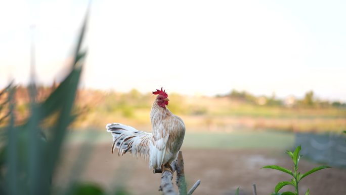 早上农场里的矮脚鸡在啼叫。