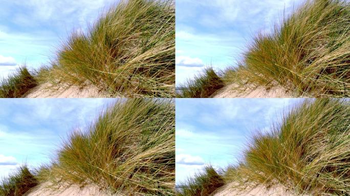 沙丘，风吹着马兰草和蓝天。复制空间。手持设备。