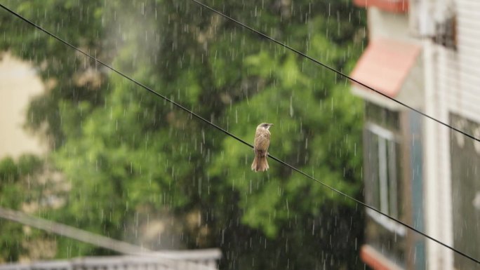下雨 雨中 小鸟