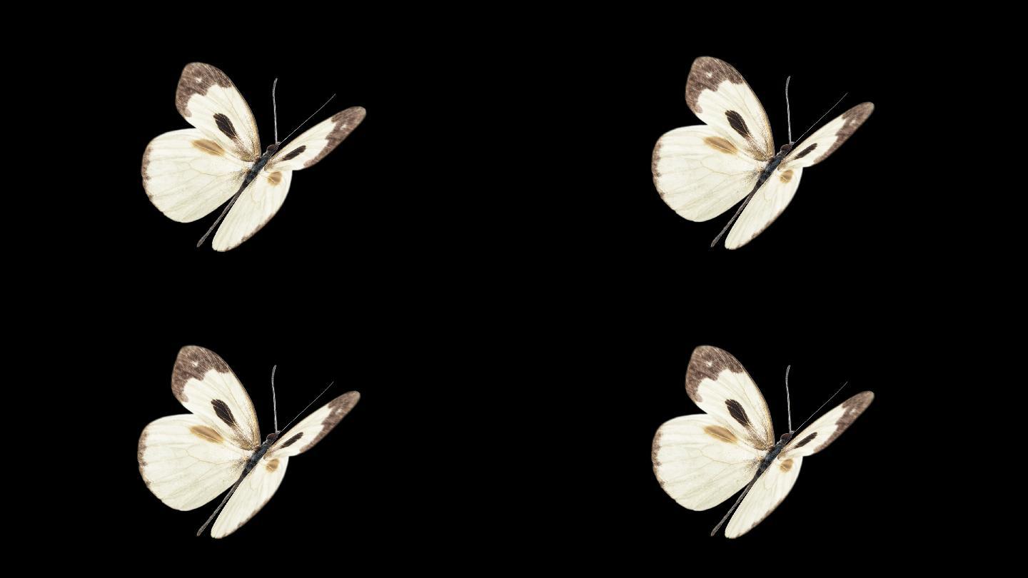 蝴蝶带通道循环视频——白粉蝶