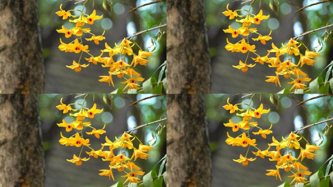 黄石斛兰野花