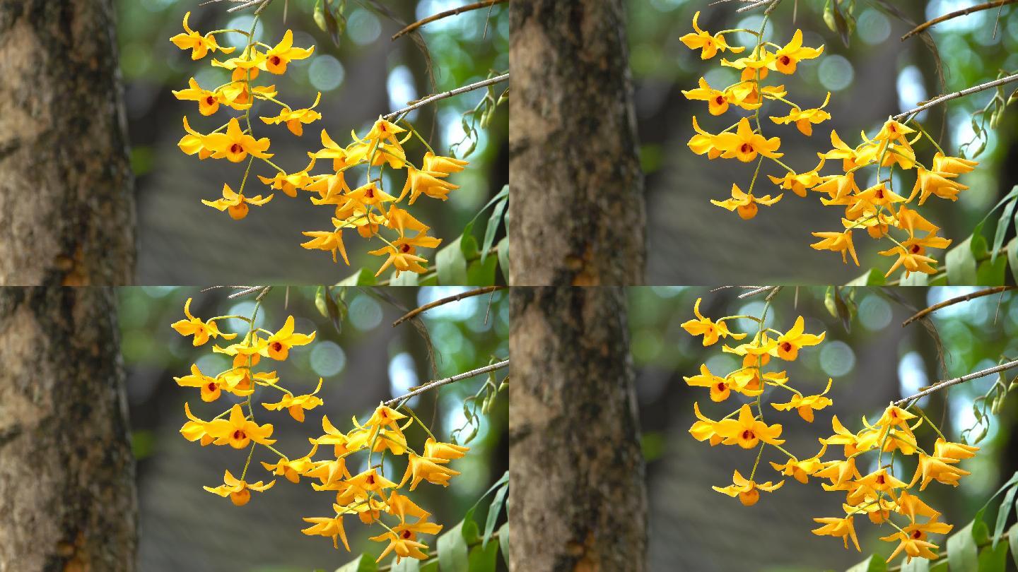 黄石斛兰野花