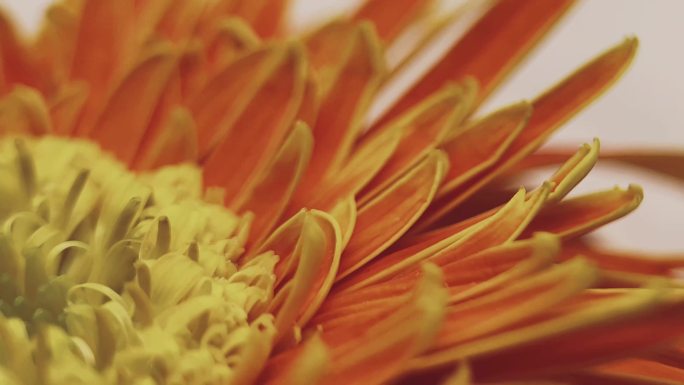 【镜头合集】鲜花摄影非洲雏菊橘黄色