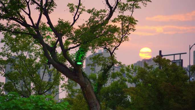 夕阳下路旁枝繁叶茂的大树