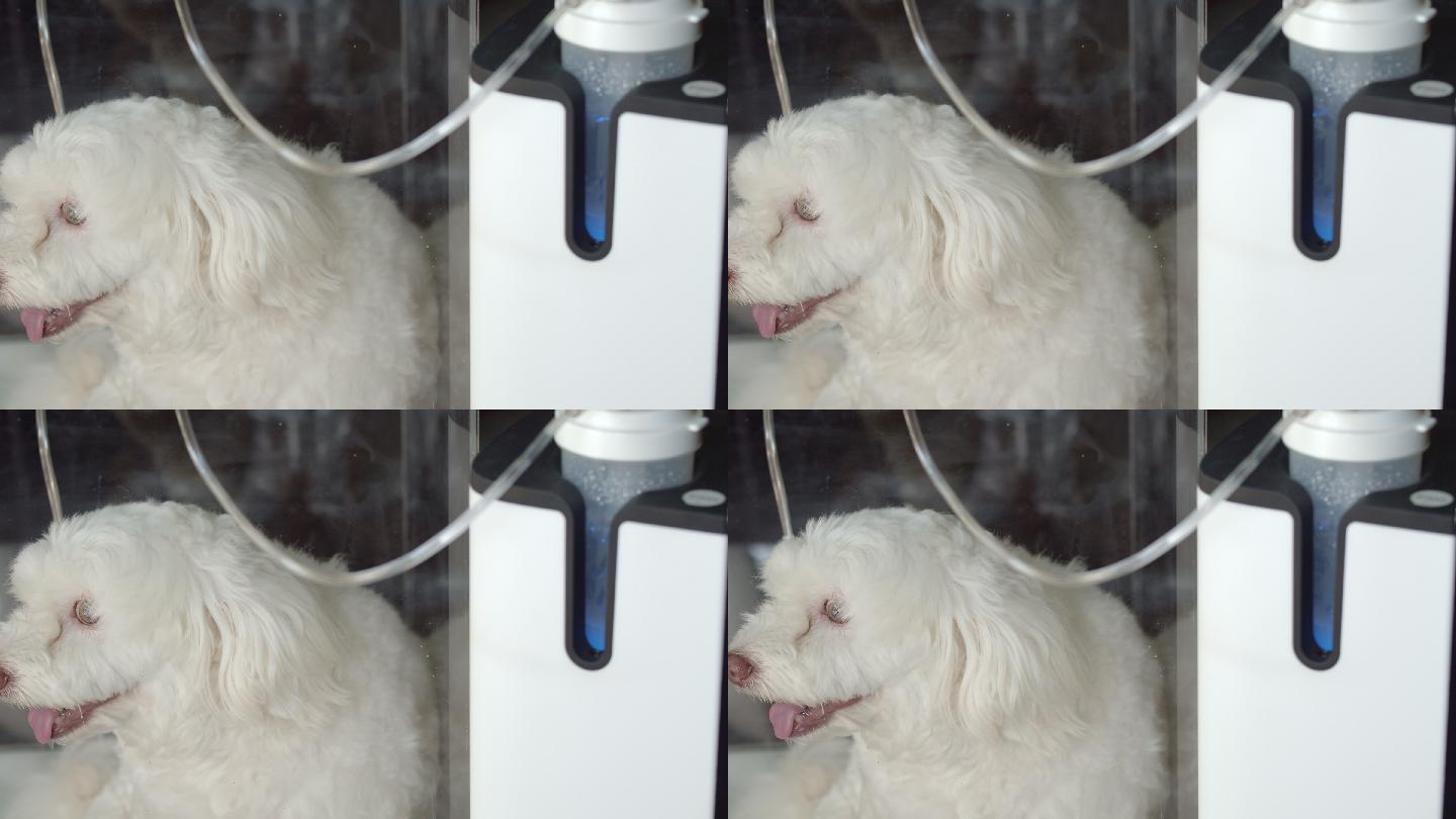 狗呆在氧气浓缩器的DIY容器室内