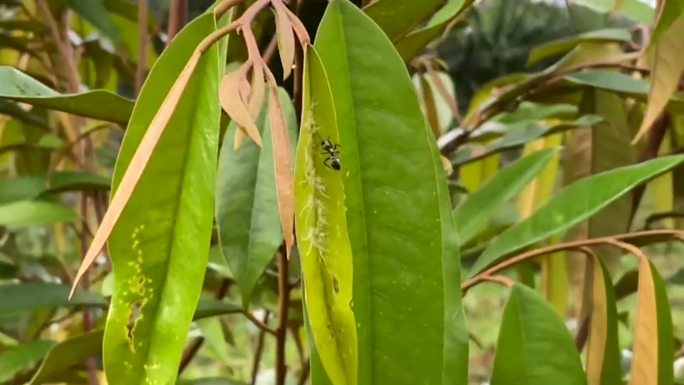 绿色榴莲叶上的黑蚁和蚜虫