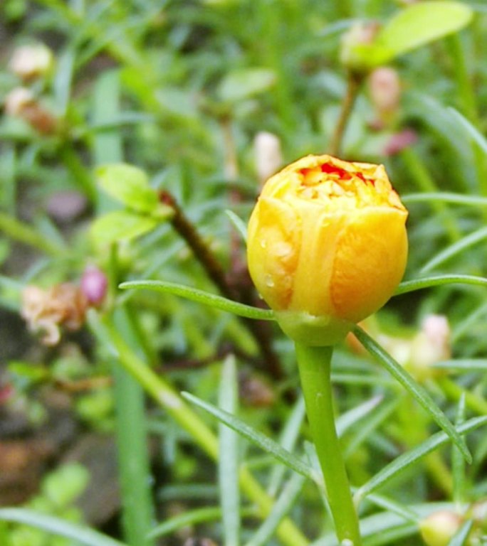 太阳花开花延时手机竖屏