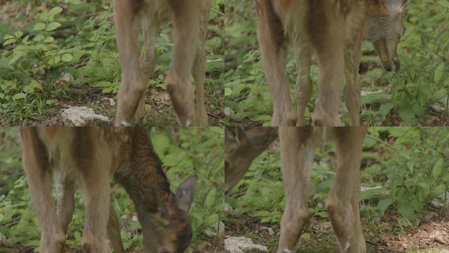 一头小鹿（小鹿）试图在森林中寻找食物（4K）
