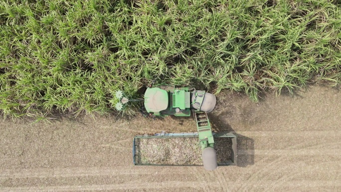 联合收割机在田间切割甘蔗，鸟瞰图