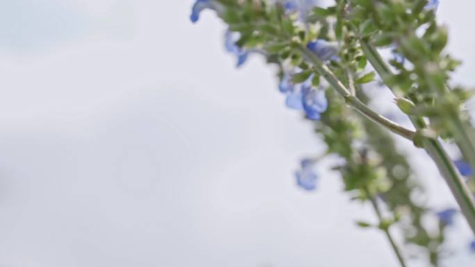 花海天蓝鼠尾草蜜蜂采蜜唯美空镜