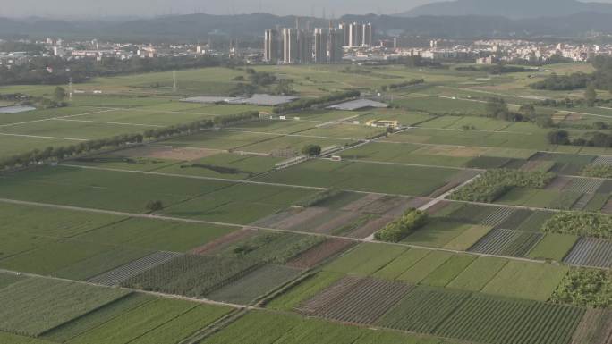 增城稻田种植基地航拍