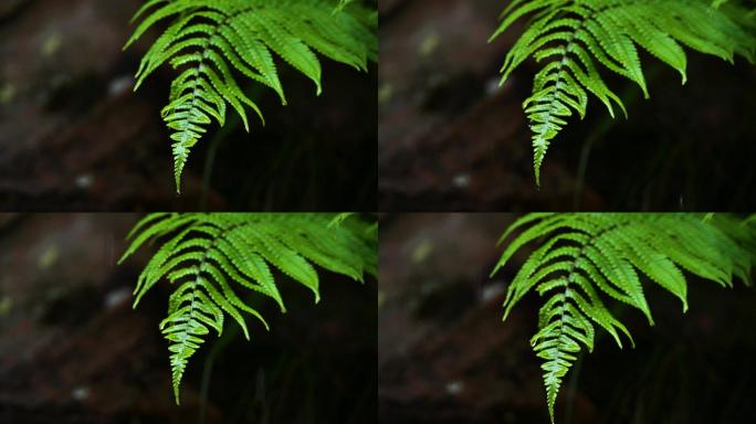 大自然唯美意境植物绿叶上的水滴落下