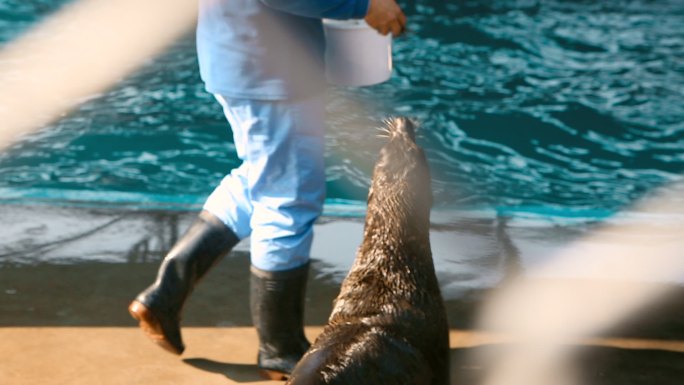 海洋公园 海狮 训练