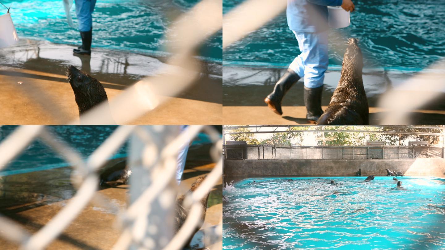 海洋公园 海狮 训练
