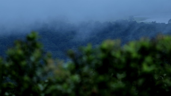 哥斯达黎加热带雨林树冠