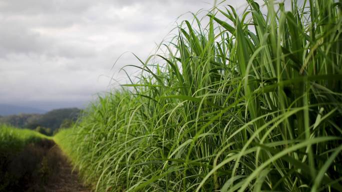 澳大利亚甘蔗作物产地基地种植业
