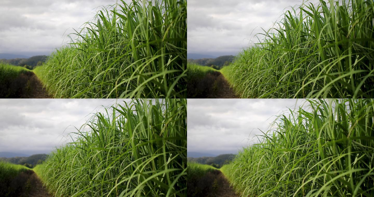 澳大利亚甘蔗作物产地基地种植业